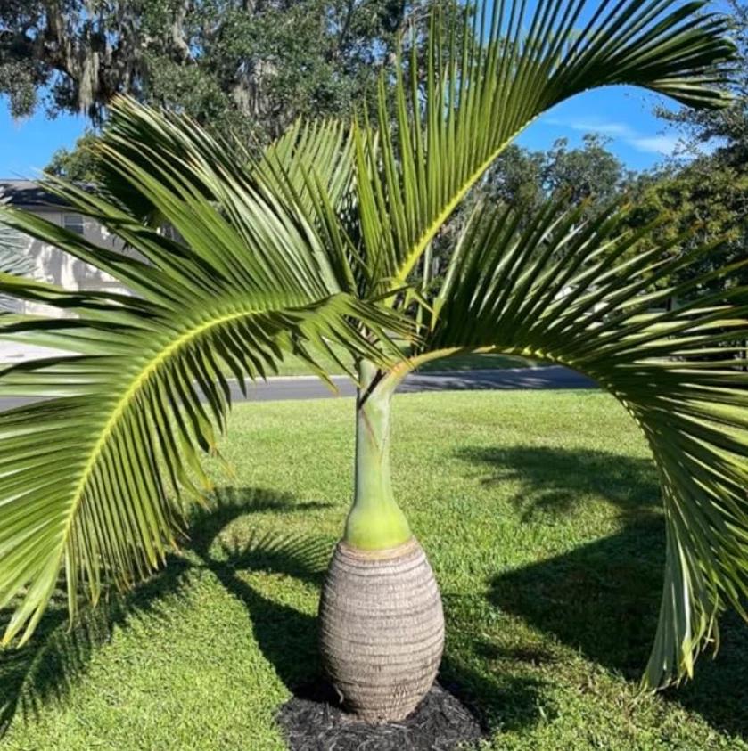 Bottle Palm